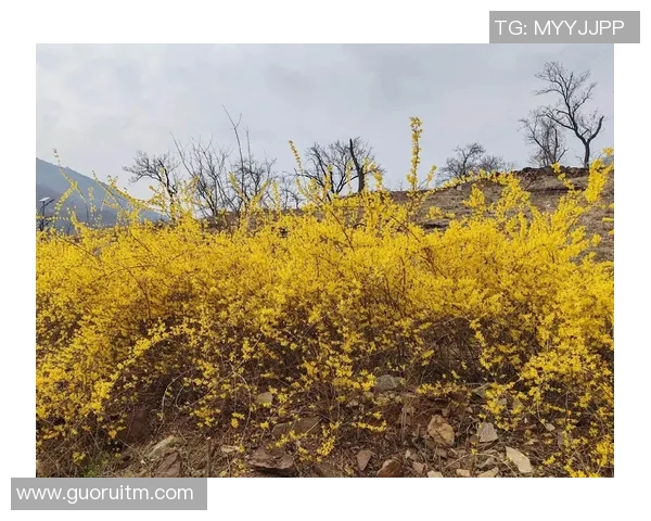 果园里的四季变换：从春花到秋实的自然奇观与农耕智慧